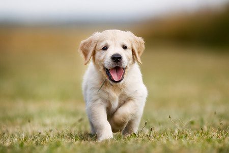 Puppies in practice – keeping them happy