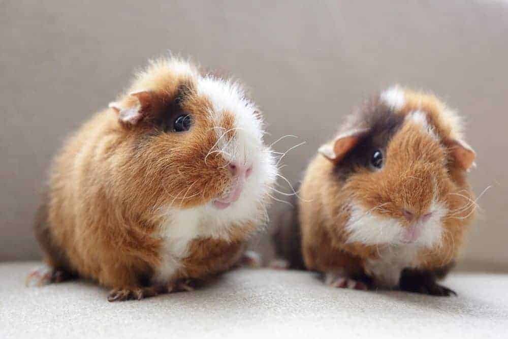 Guinea pig health and top tips