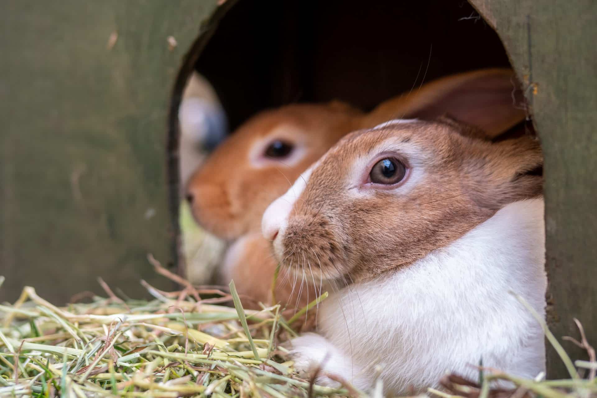 Rabbits and fireworks don’t mix