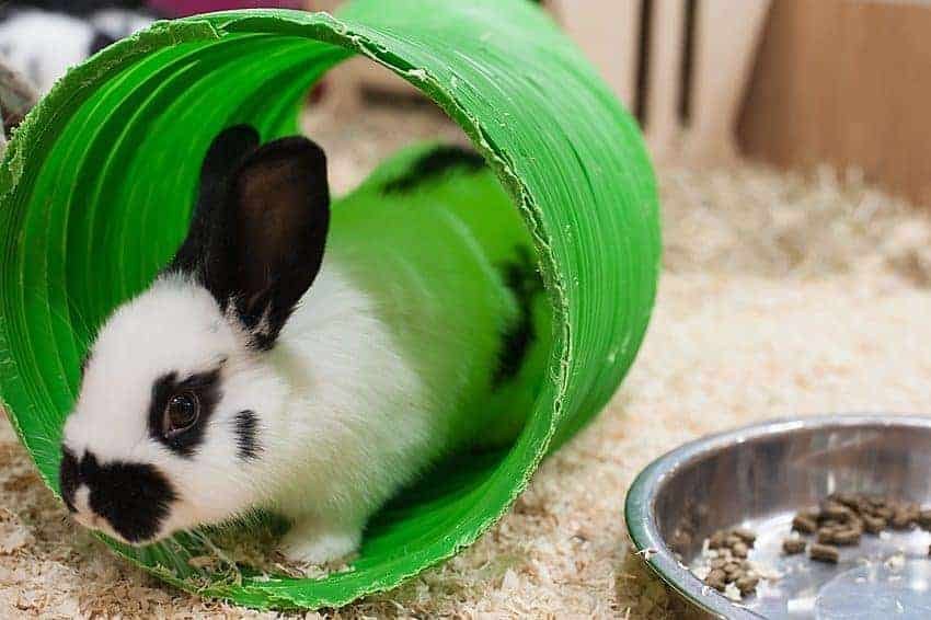 Environmental enrichment for small mammals