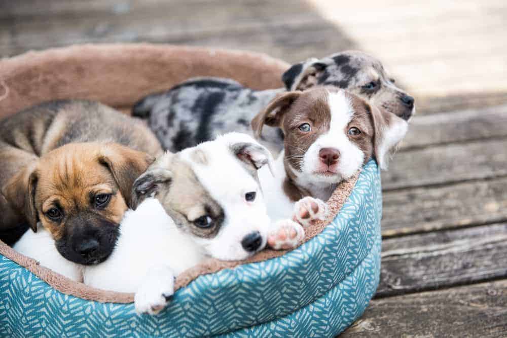 Looking out for lockdown puppies