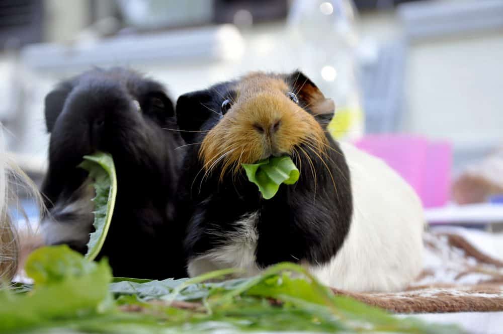 Vitamin C deficiency in the guinea pig