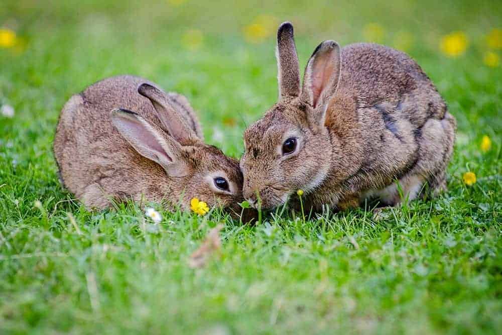 are bunnies faster than dogs