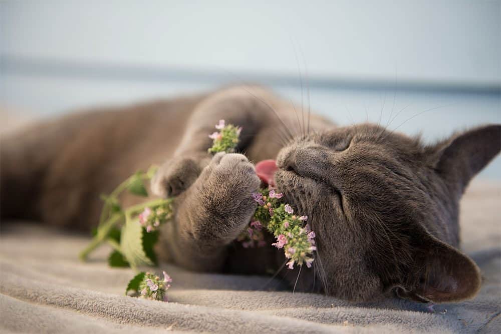 Catnip – what’s the attraction?