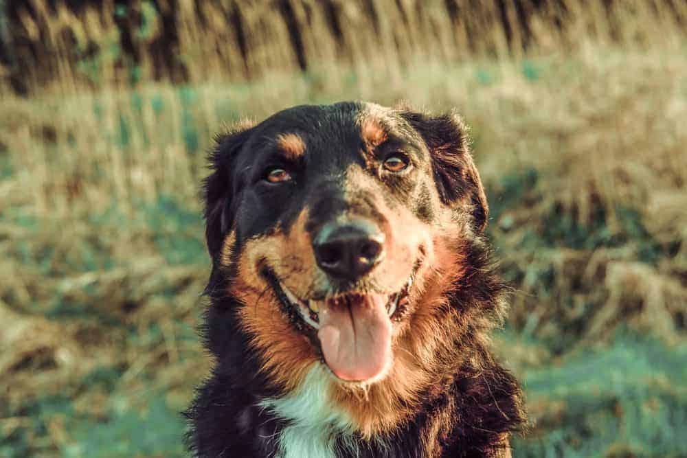 Become a dog communication expert