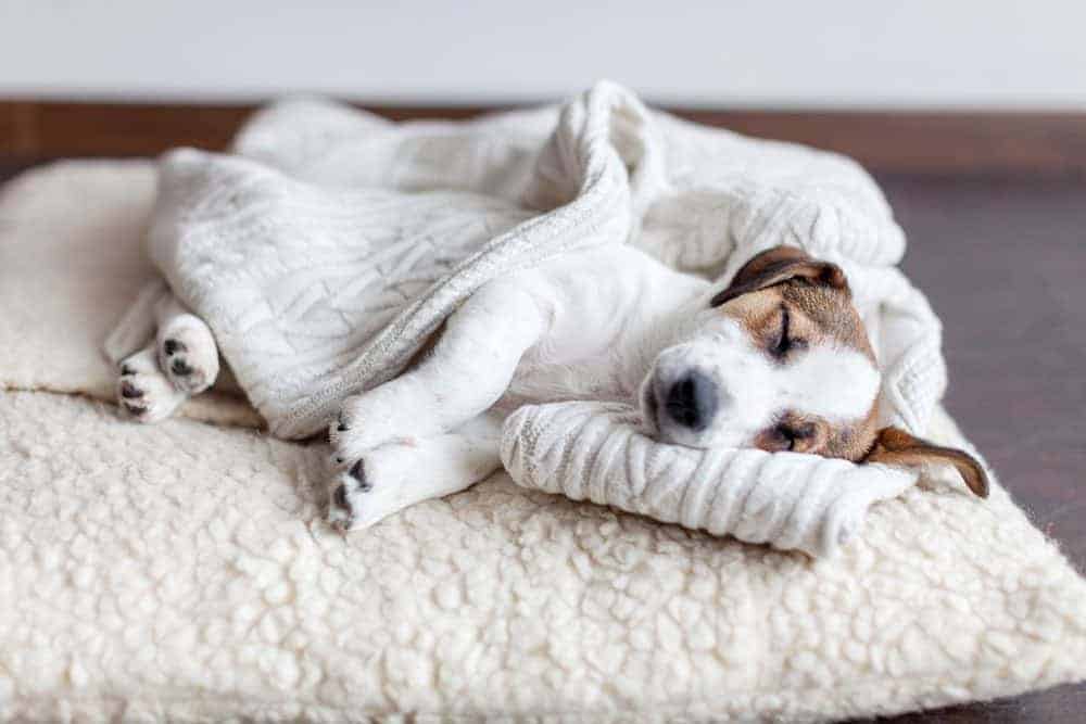 Life after lockdown – what will it mean for our dogs?