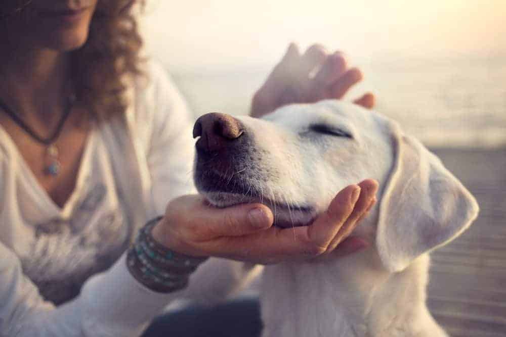 why does petting a dog feel good