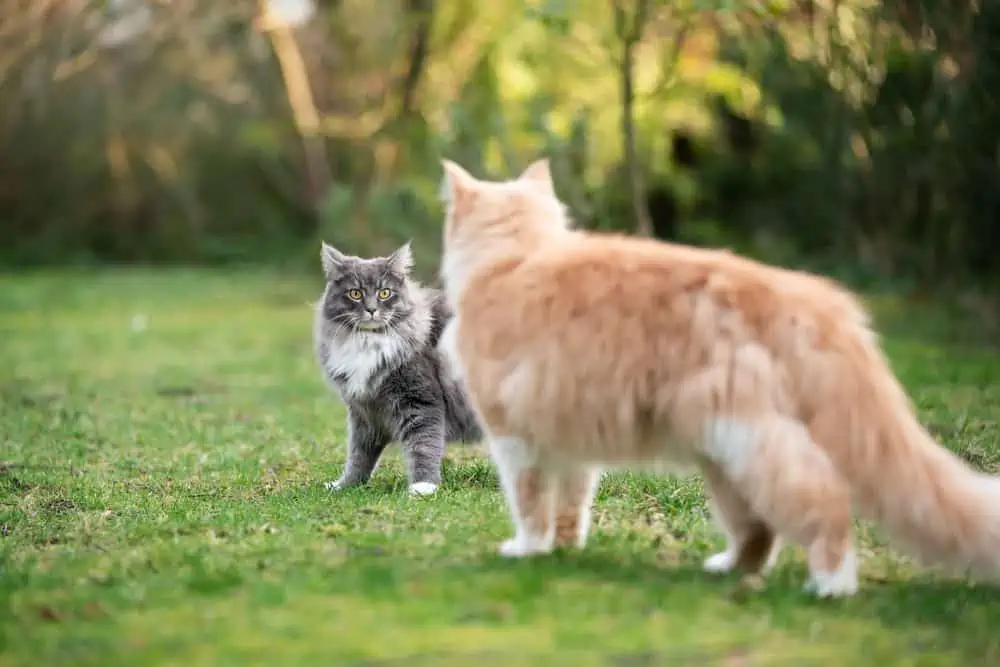 Are female cats more calmer?