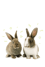 Rabbits