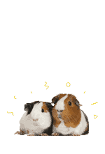 Small Pets