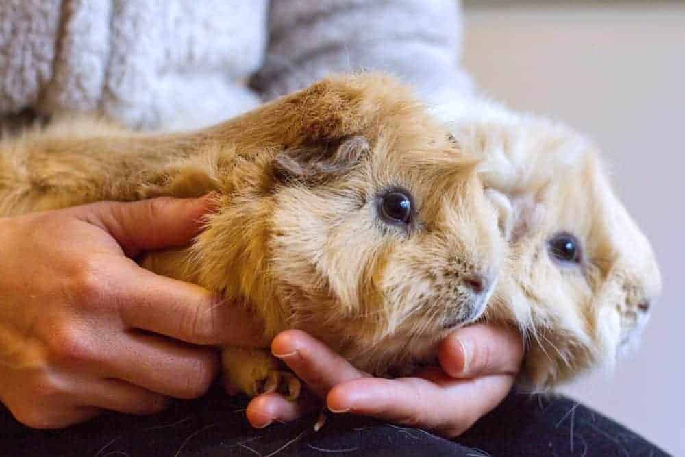 How to protect your guineas and bunnies from pesky parasites