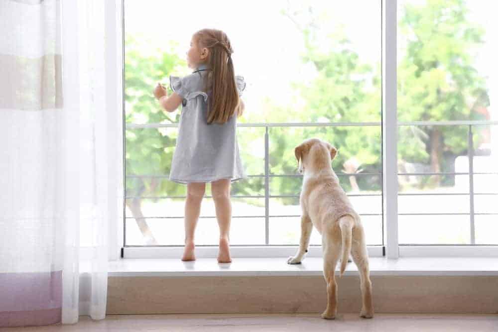 7 great ideas for parents at home with pets and small humans