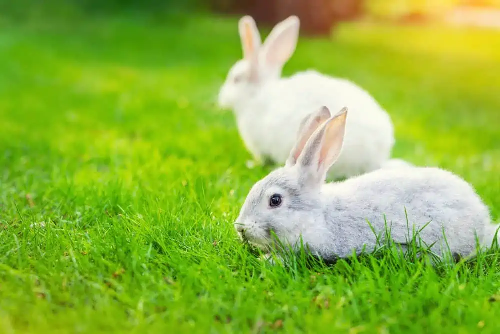 How to rabbit-proof your garden | Burgess Pet Care