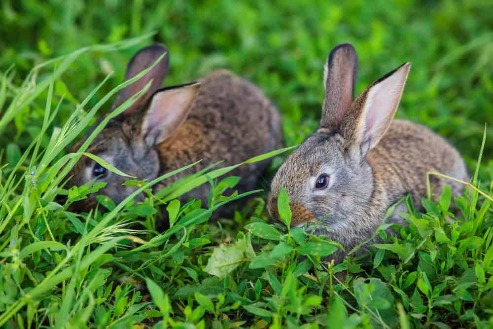 Are you ready for rabbits?