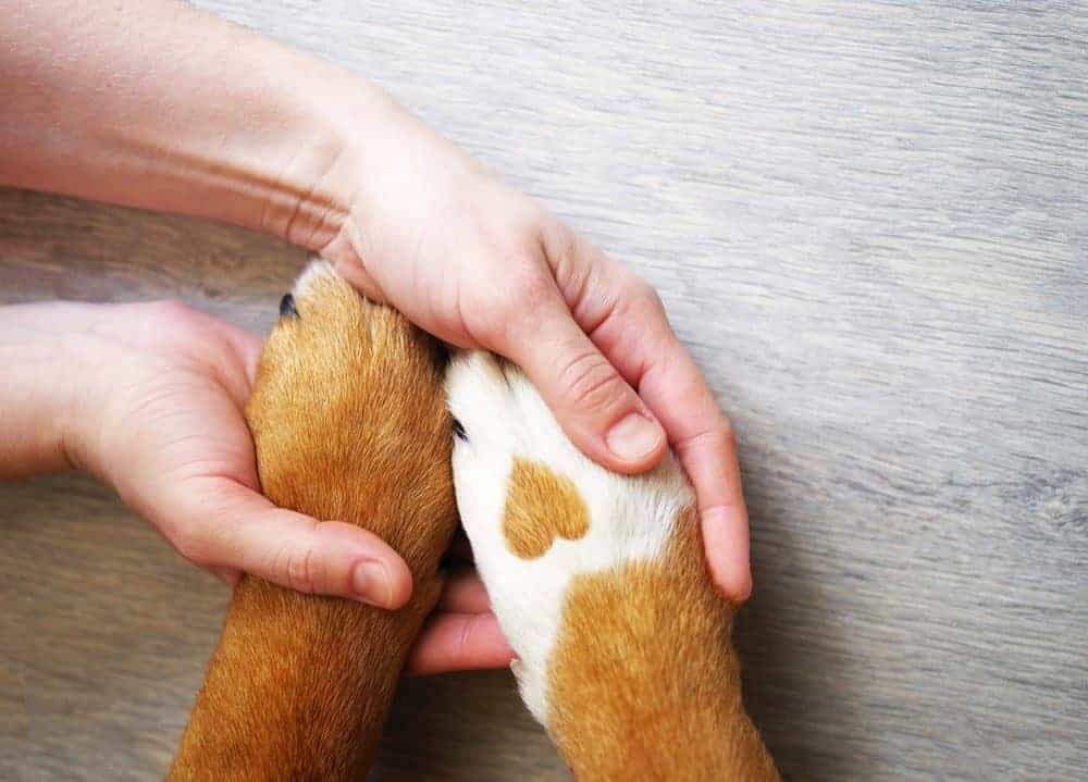 Help for animal heroes