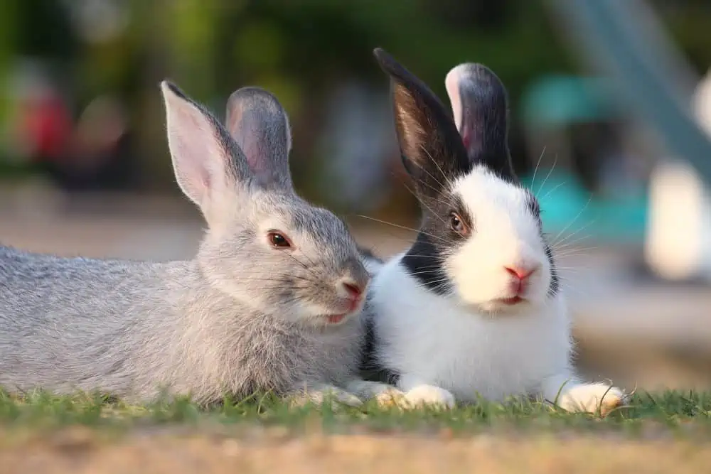 Big ideas for small pets
