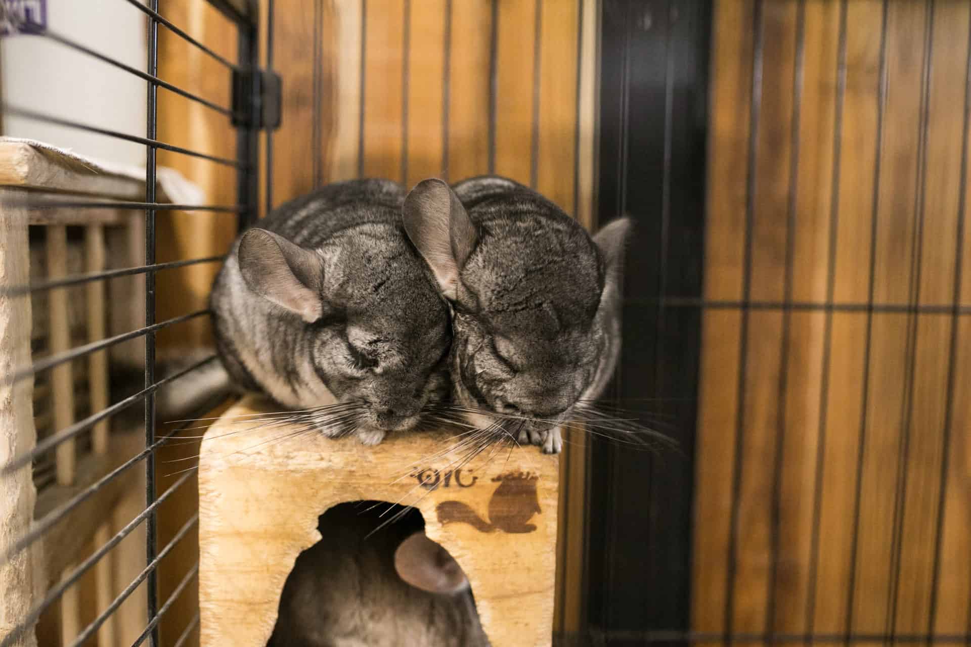 How are your chinchillas doing today? Burgess Pet Care