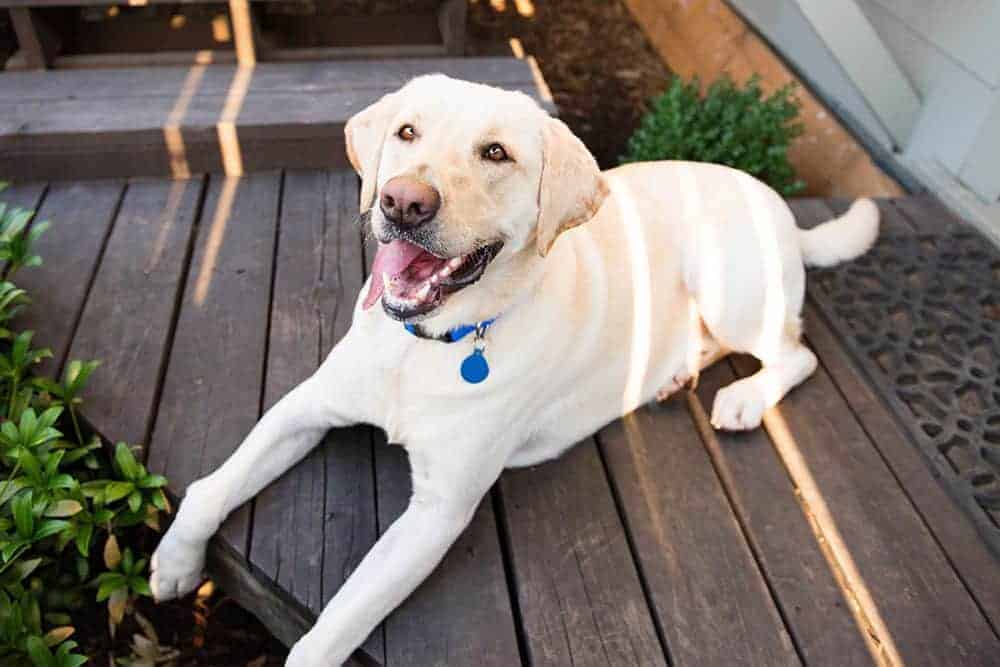 5 ways to help your pets when the heat is on
