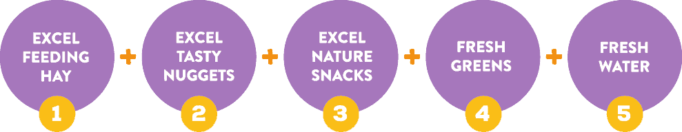 The Excel Feeding Plan