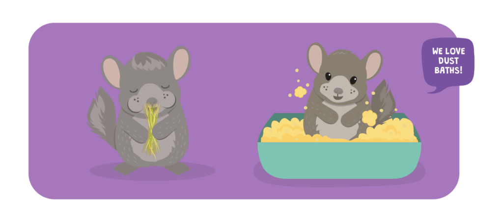 Chinchillas love dust baths!