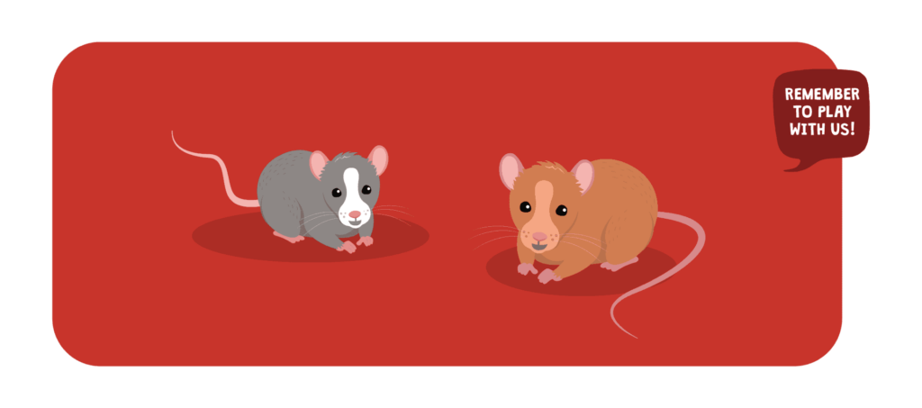 Remember to interact with your rats