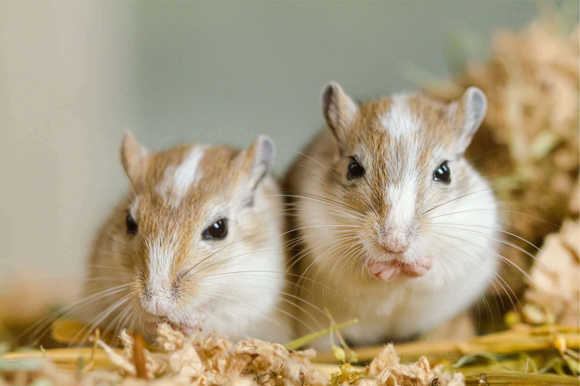 What Food Can Gerbils Eat?