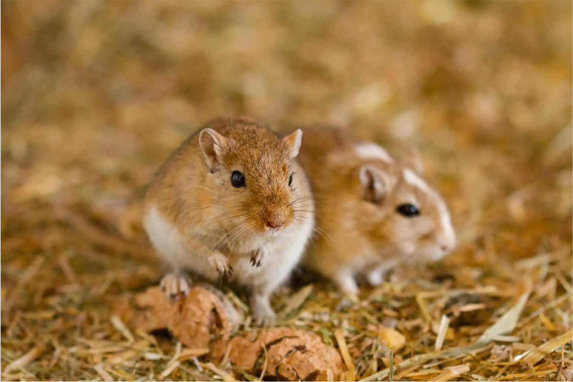 Gerbil Care Guide