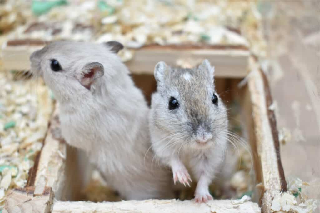 burgess hamster and gerbil food