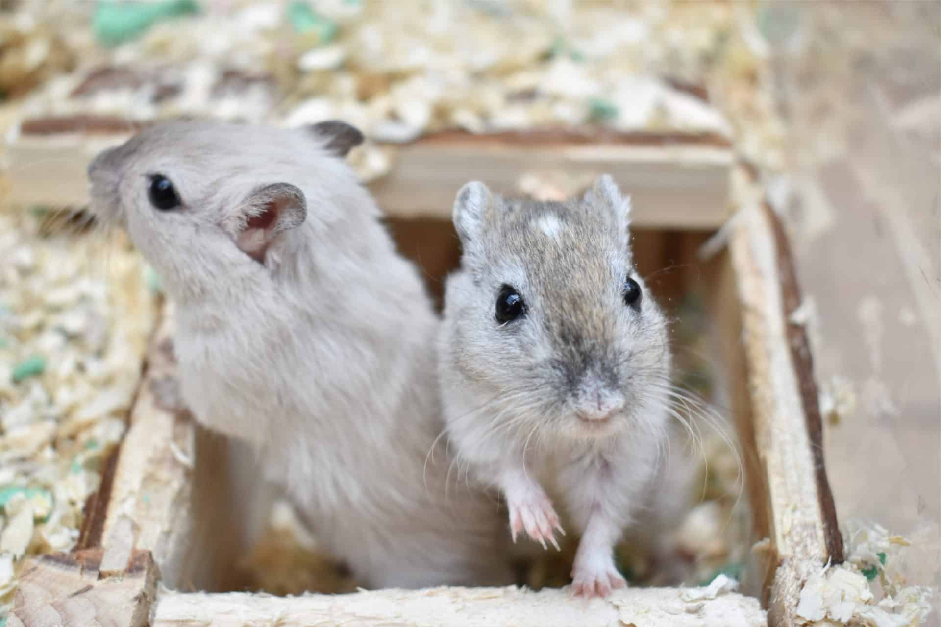 Gerbil Companionship