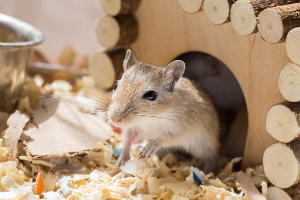 Gerbil Food Free Delivery on Orders £10+ Burgess Pet Care