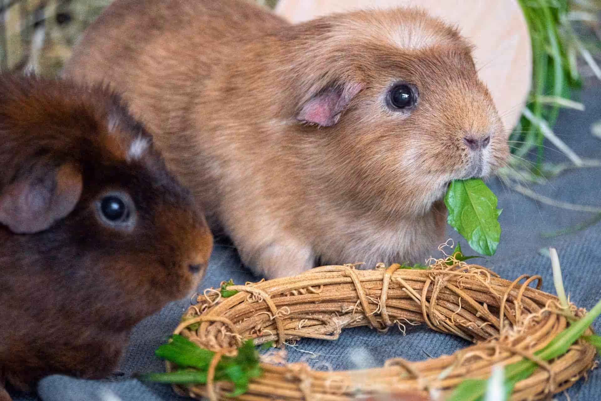 Your Guinea Pigs’ Health