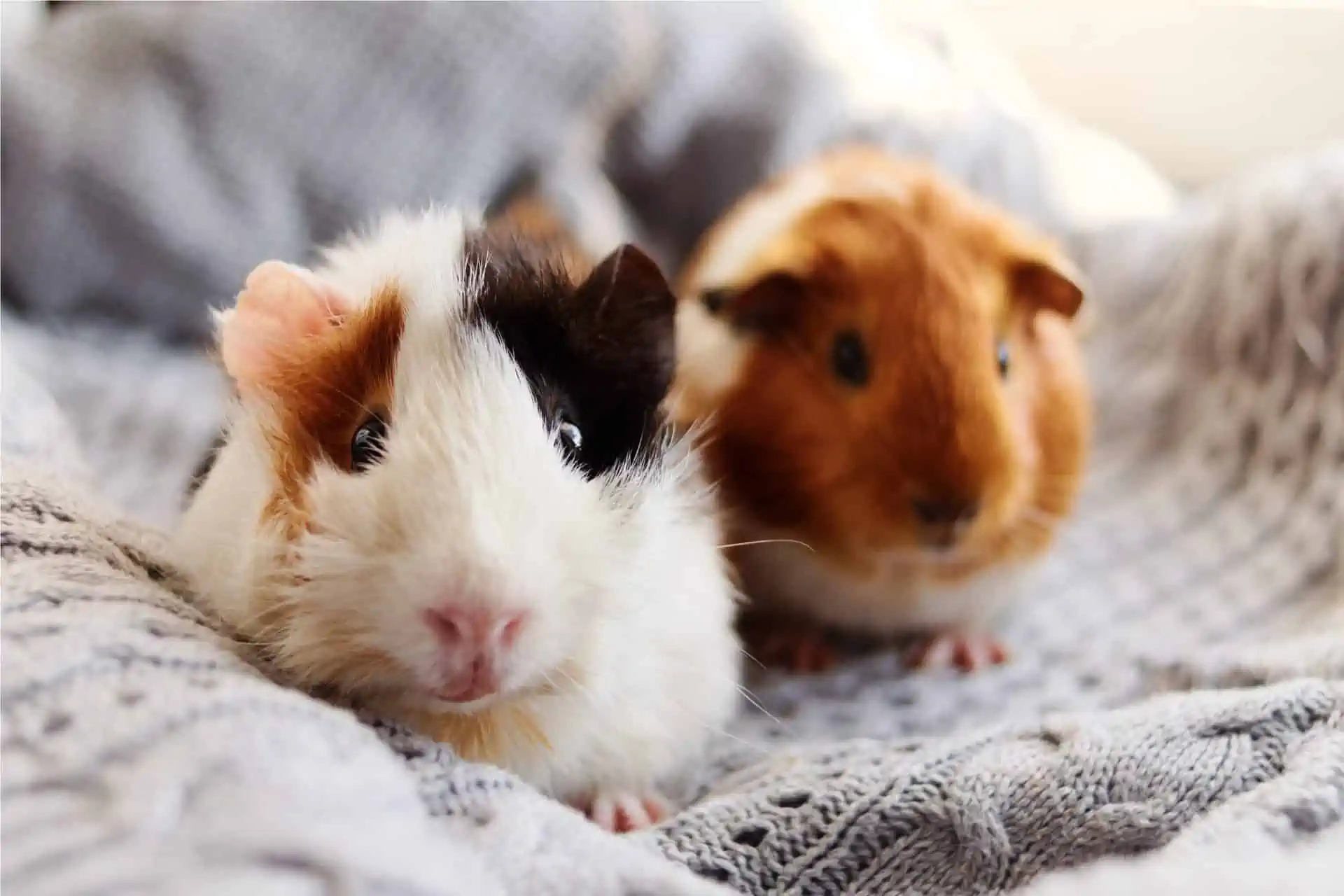 Guinea Pig Behaviour & Training Tips