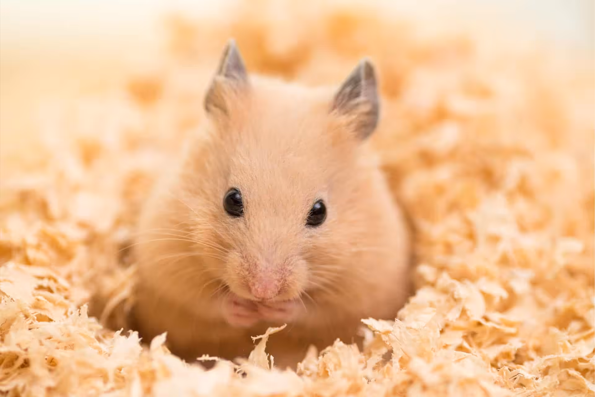 Handling & Bonding Guide For Hamsters