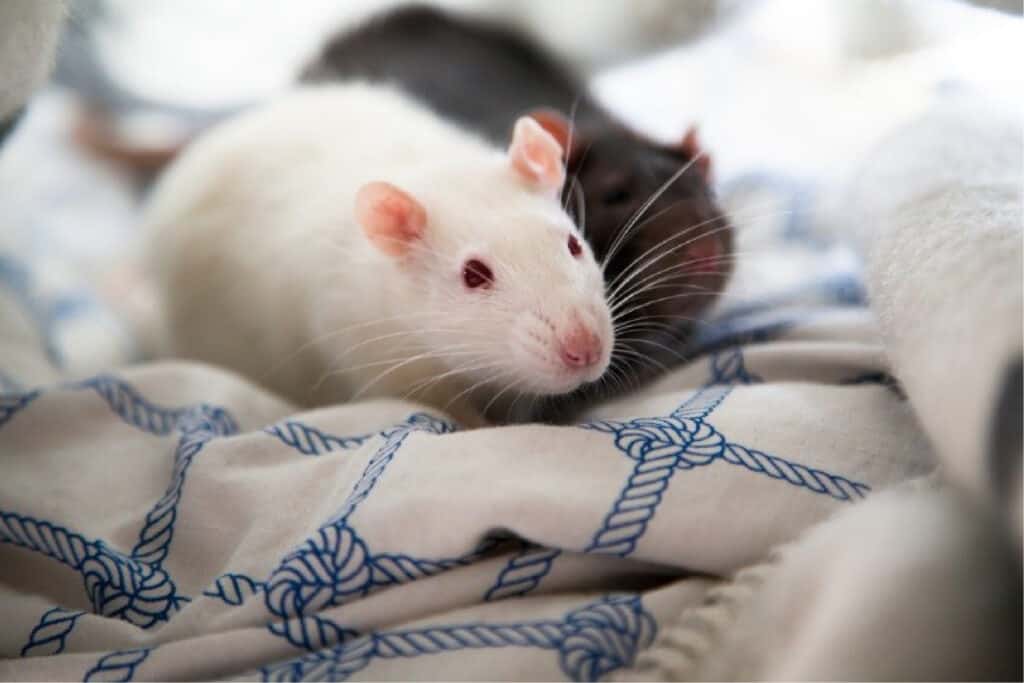 микоплазмоз у крыс