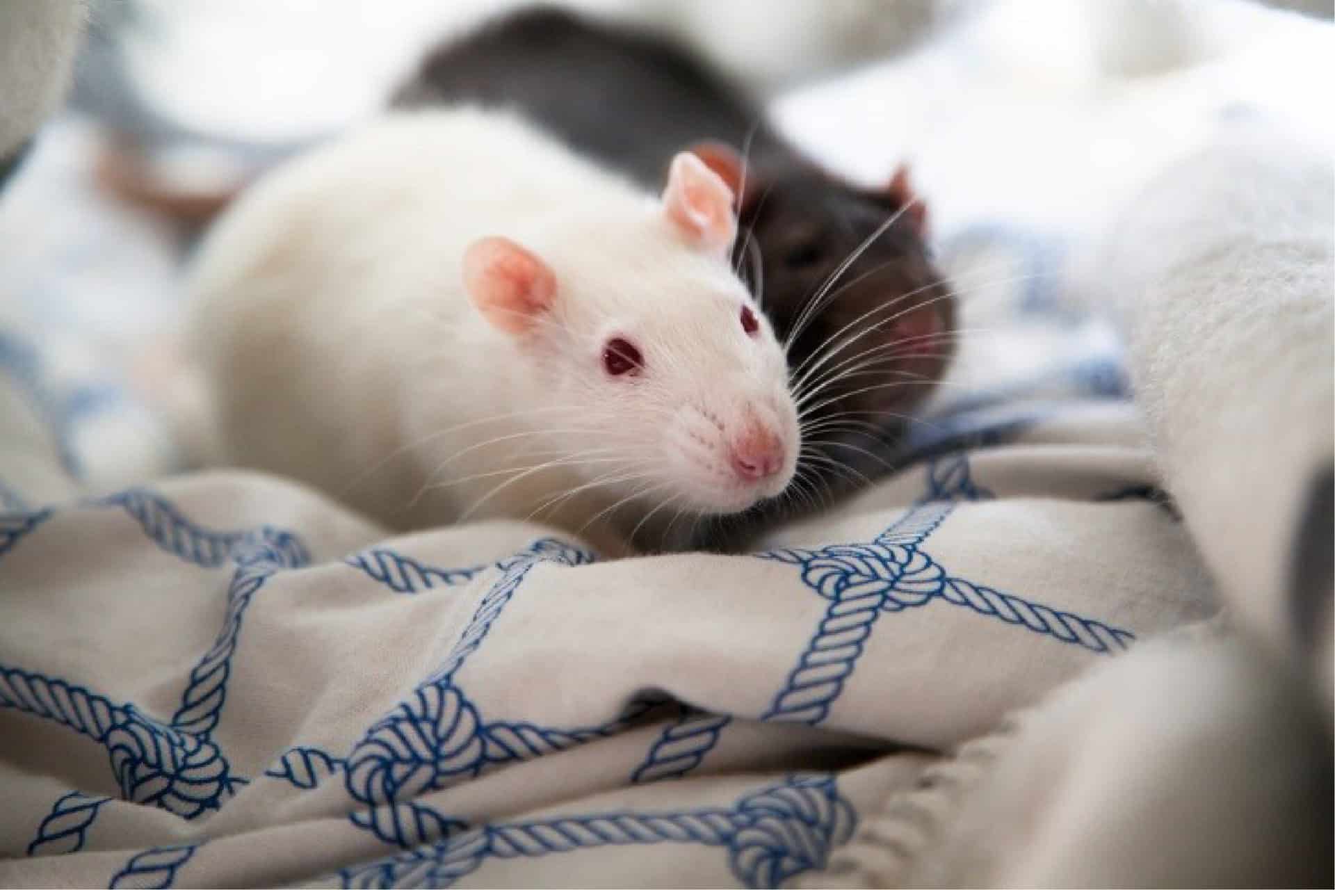 Keeping Rats Together