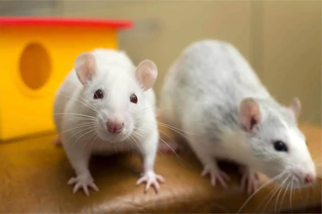 Can rats have cat food cheap