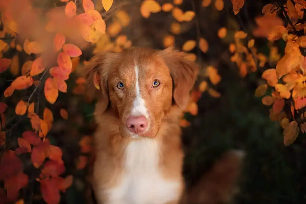 Top tips to keep intrepid pet explorers safe this autumn