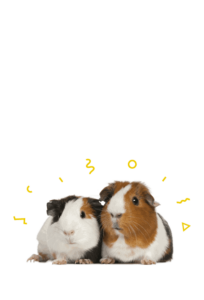 Small Pet Food