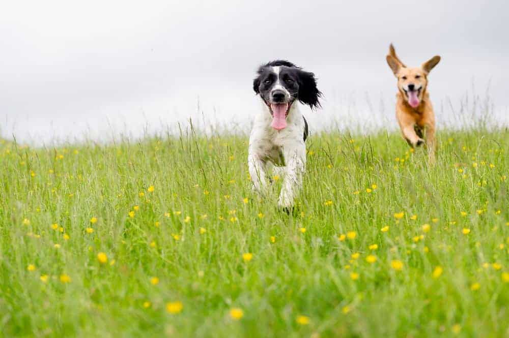 Dogs eat grass – but why?