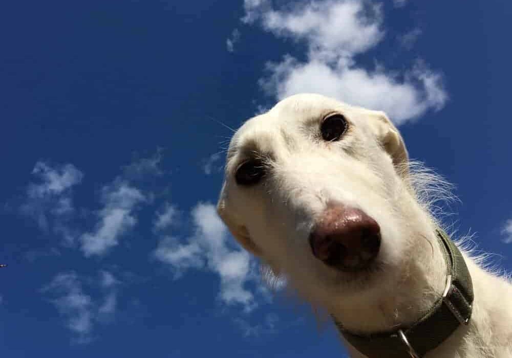 10 things every would-be Greyhound or Lurcher guardian should know...