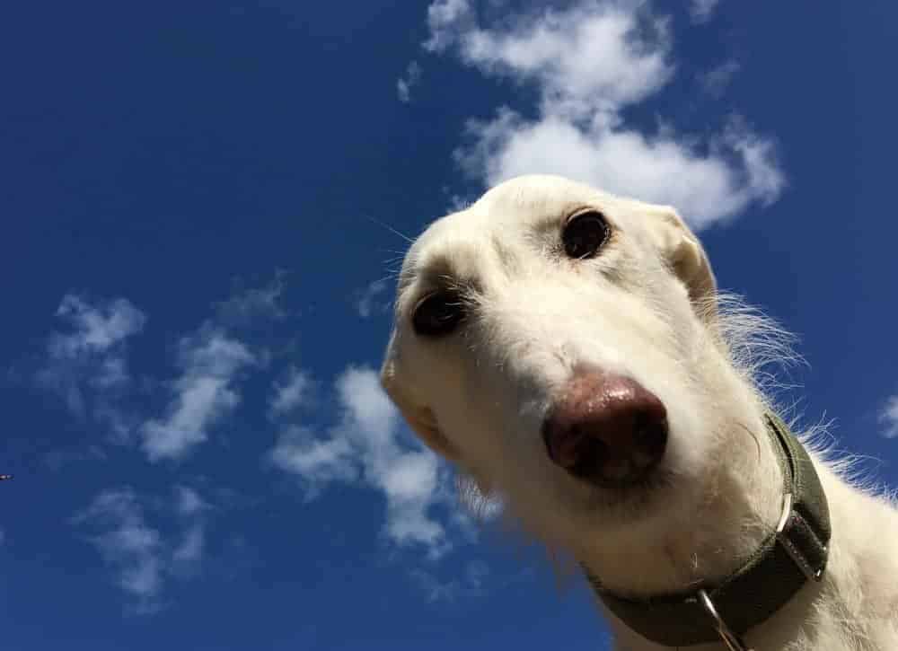 are greyhounds good pets