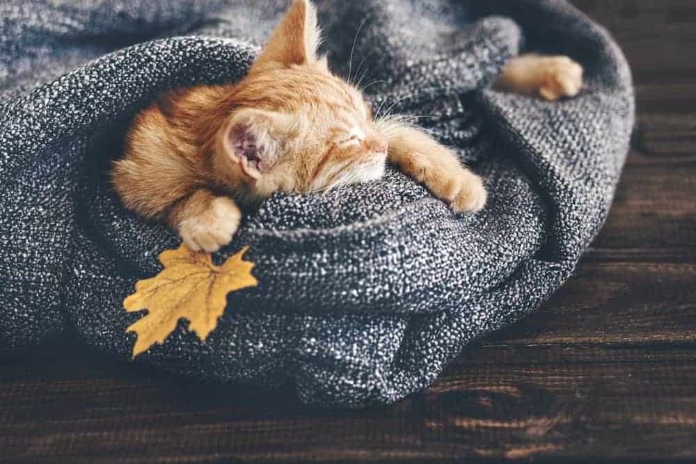 Pet supplements – are they necessary?