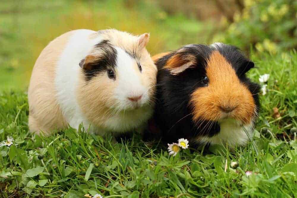 Hurrah for rodents! But which small pet is right for you?