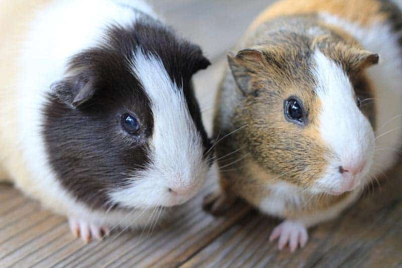 A black and ginger guinea pig