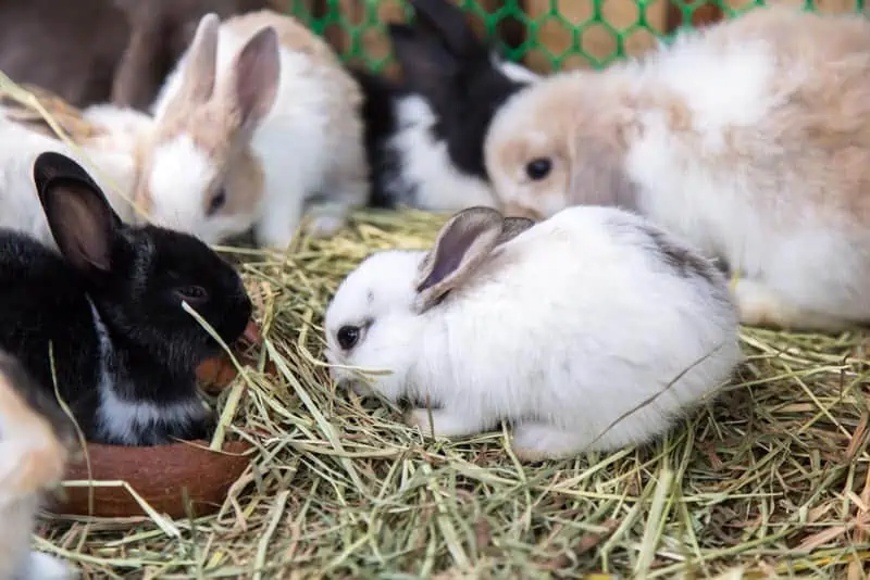 Healthy Rabbit Treats & Chews Burgess Pet Care