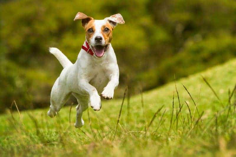 buying your dog food online