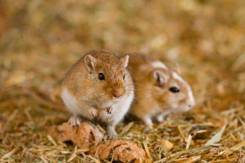 A pair of gerbils