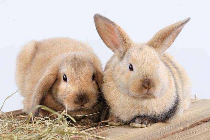 burgess rabbit food