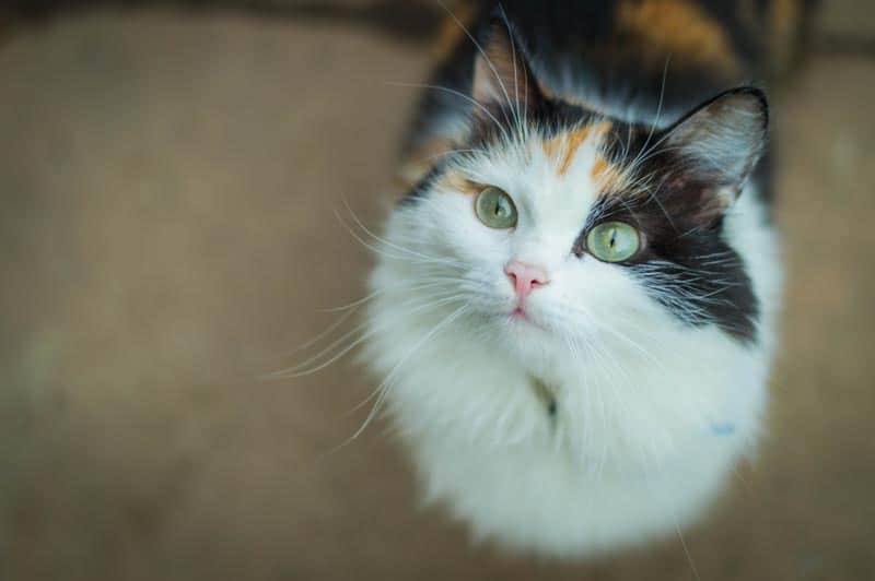 Kitten looking up waiting for food