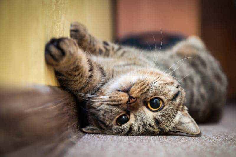 hungry kitten playing on its side